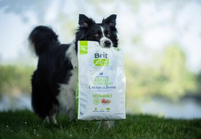 Czy sucha karma dla średnich psów jest odpowiednia dla bardzo aktywnych czworonogów?